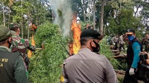 2,5 Hektar Ladang Ganja Dimusnakan di Sawang