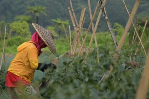 Uu Ruzhanul Dukung Pengembangan Agrowisata di Sukabumi Utara